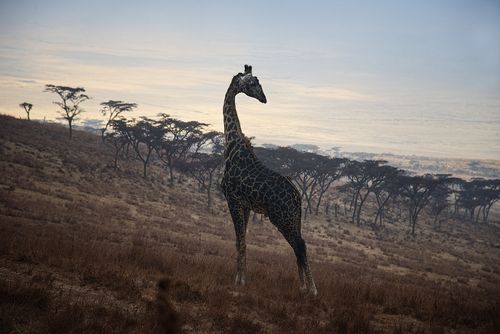 tanzaniakenya